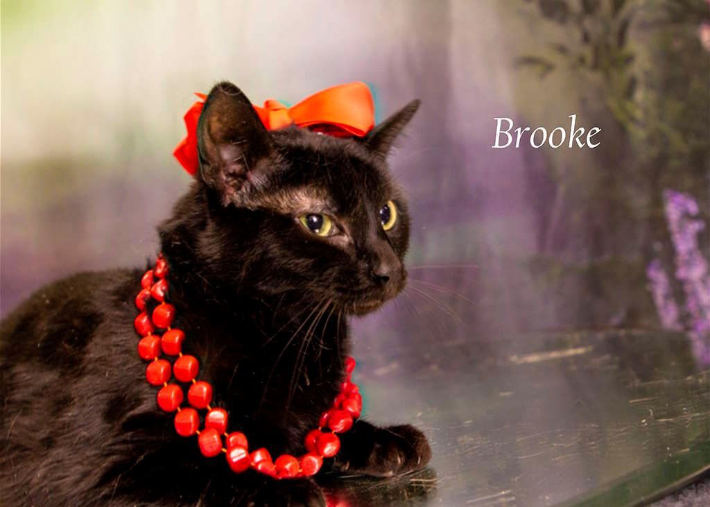 Enlarge Brooke, a Adoptable Domestic Short Hair in York, NE image 2/8