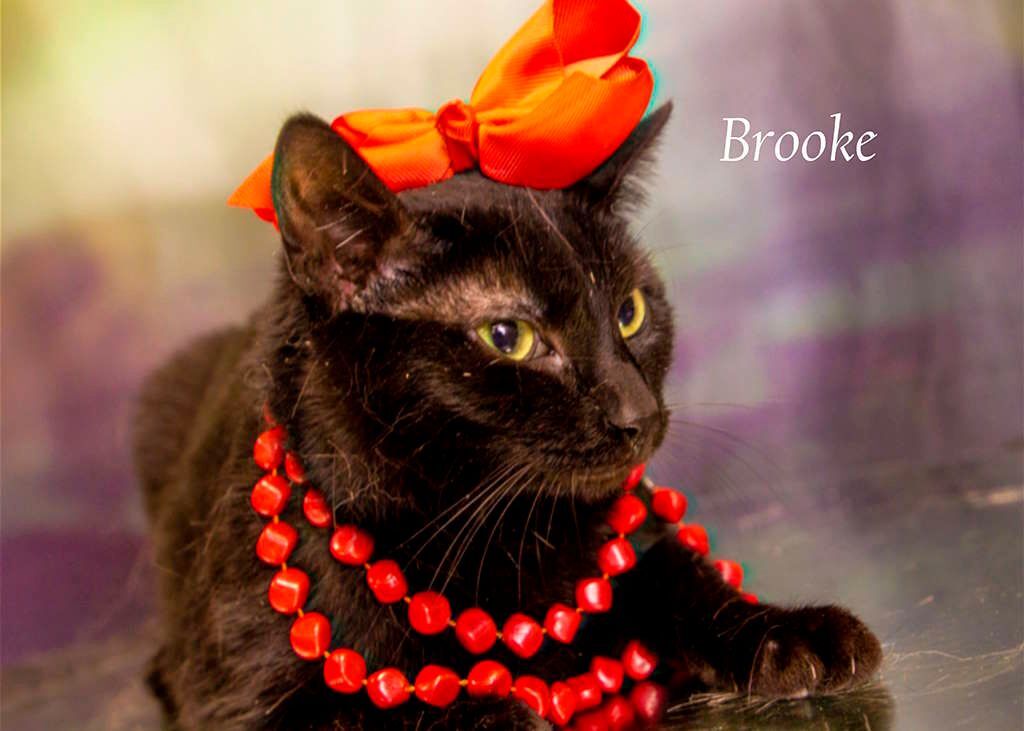 Enlarge Brooke, a Adoptable Domestic Short Hair in York, NE image 3/8