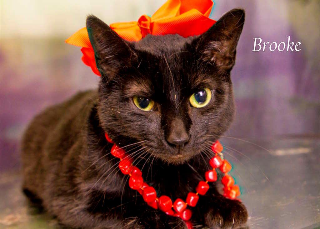 Enlarge Brooke, a Adoptable Domestic Short Hair in York, NE image 4/8