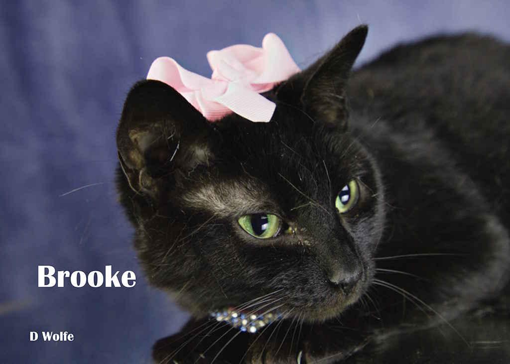 Enlarge Brooke, a Adoptable Domestic Short Hair in York, NE image 3/5