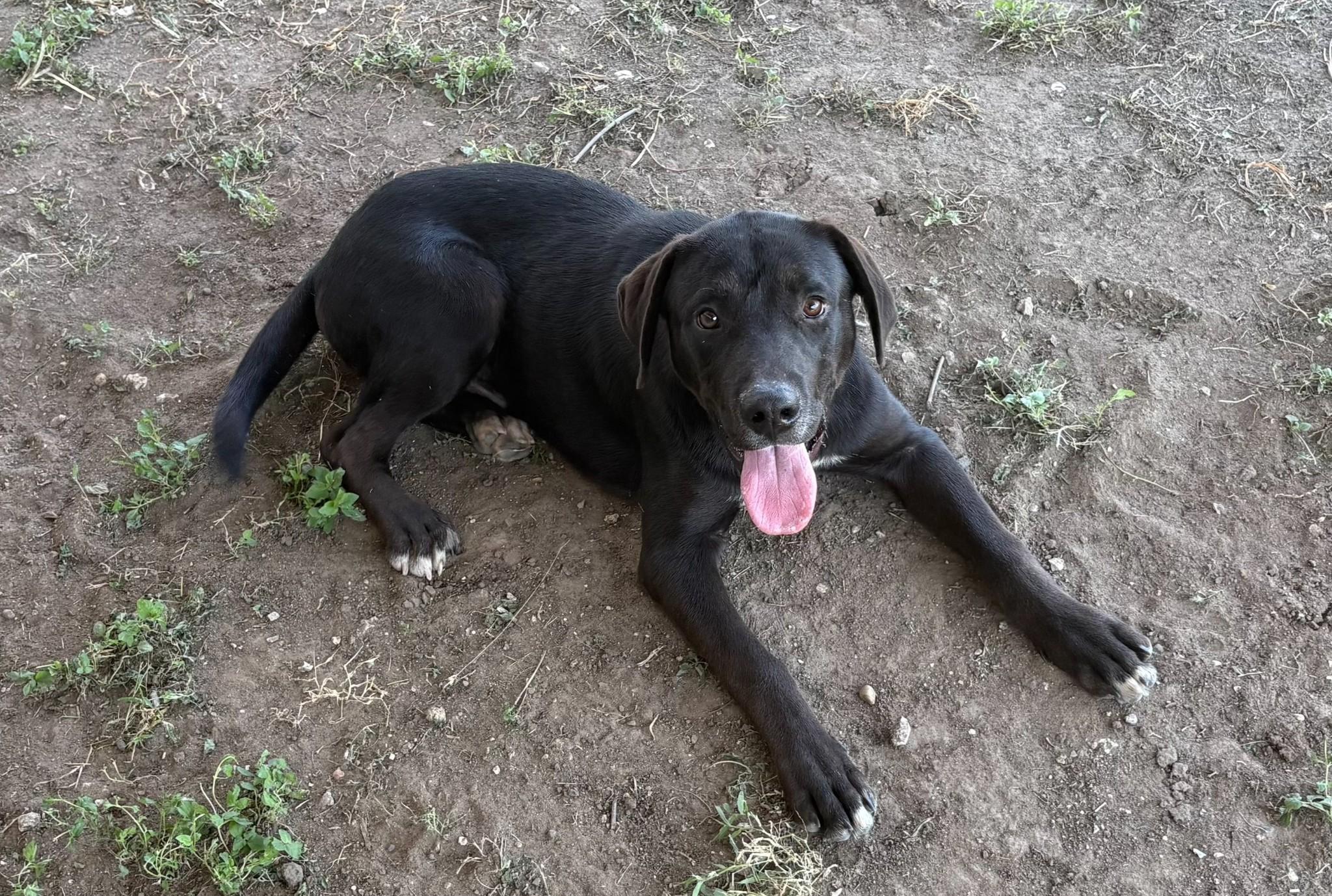 Enlarge Mickey, a Adopted mixed breed in Webster, TX image 2/3