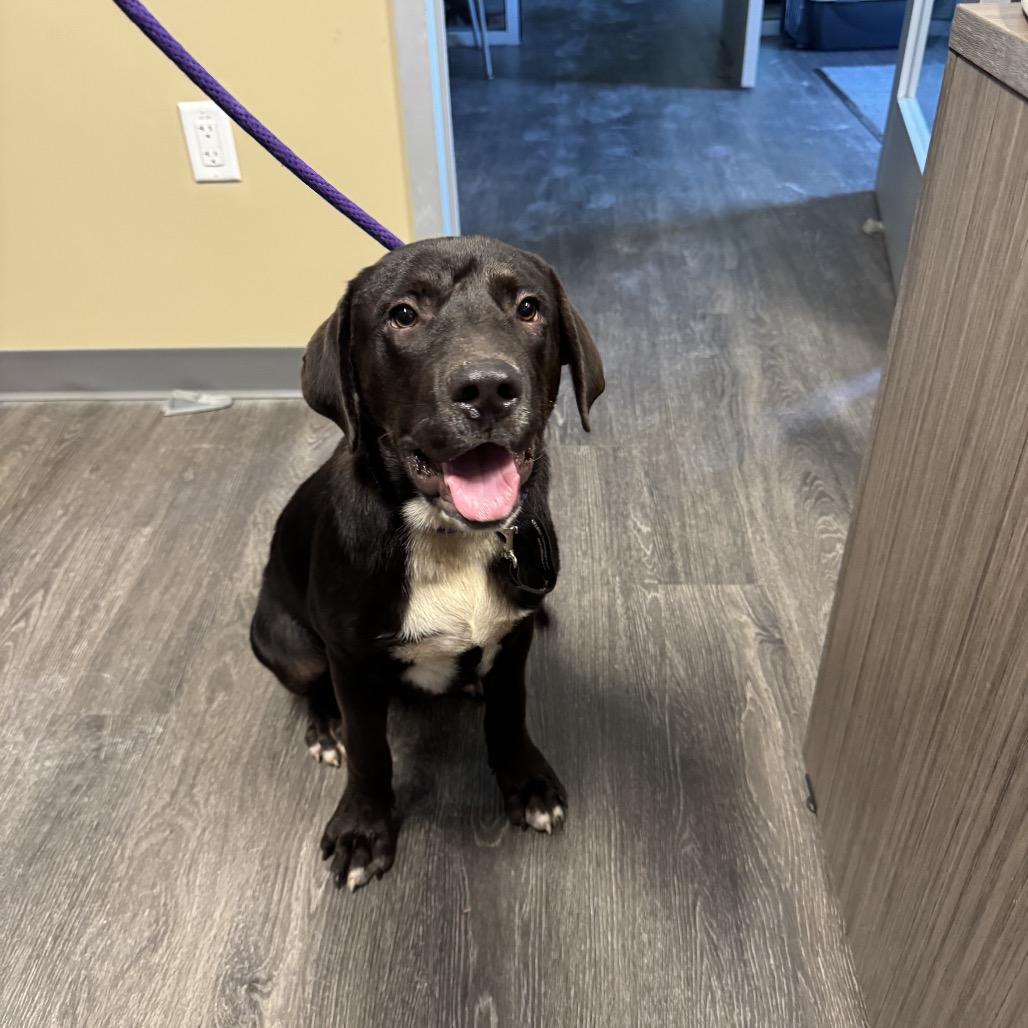 Enlarge Mickey, a Adopted mixed breed in Webster, TX image 3/3