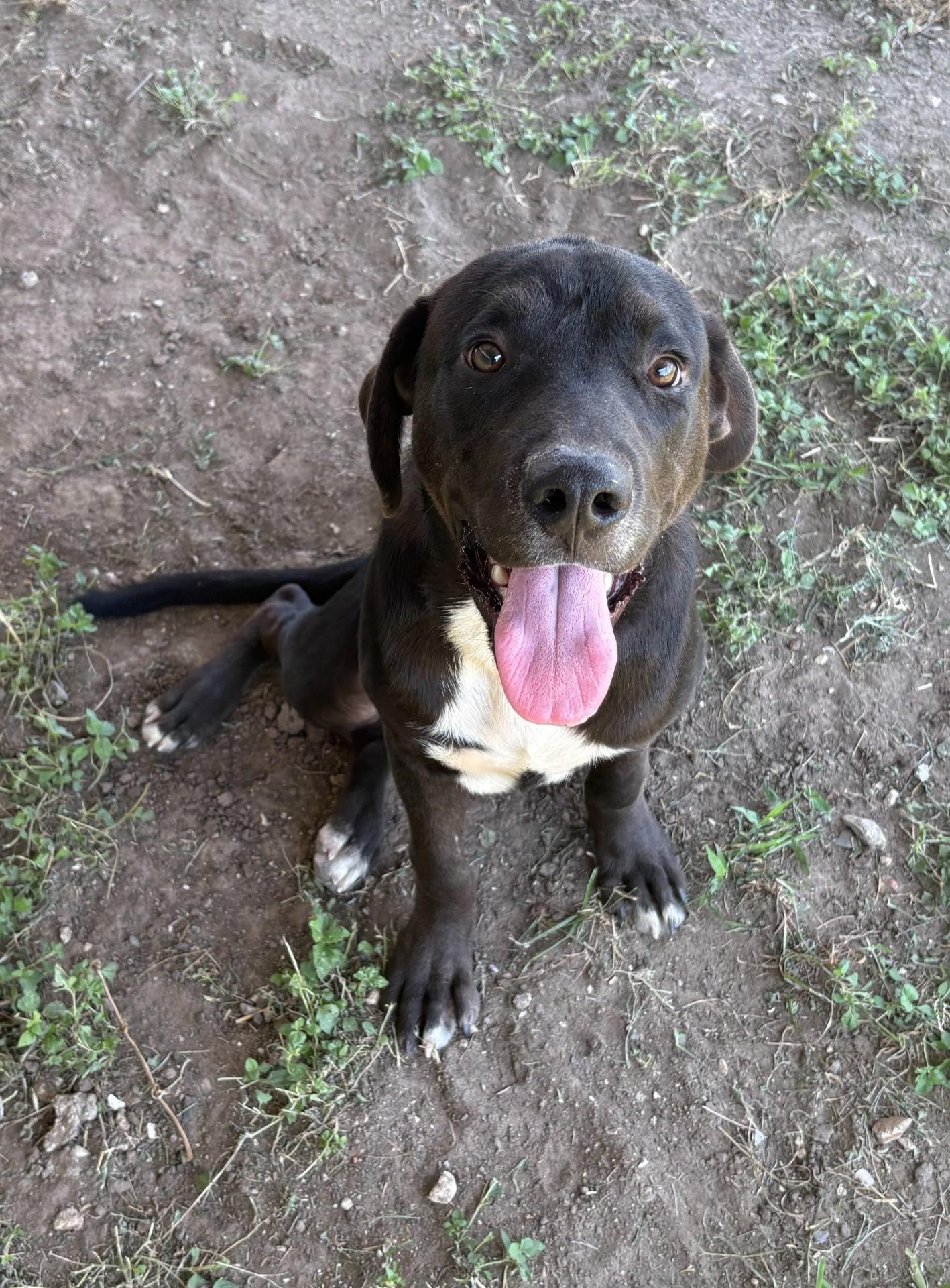 Mickey, Adopted, Young Male Labrador Retriever.
