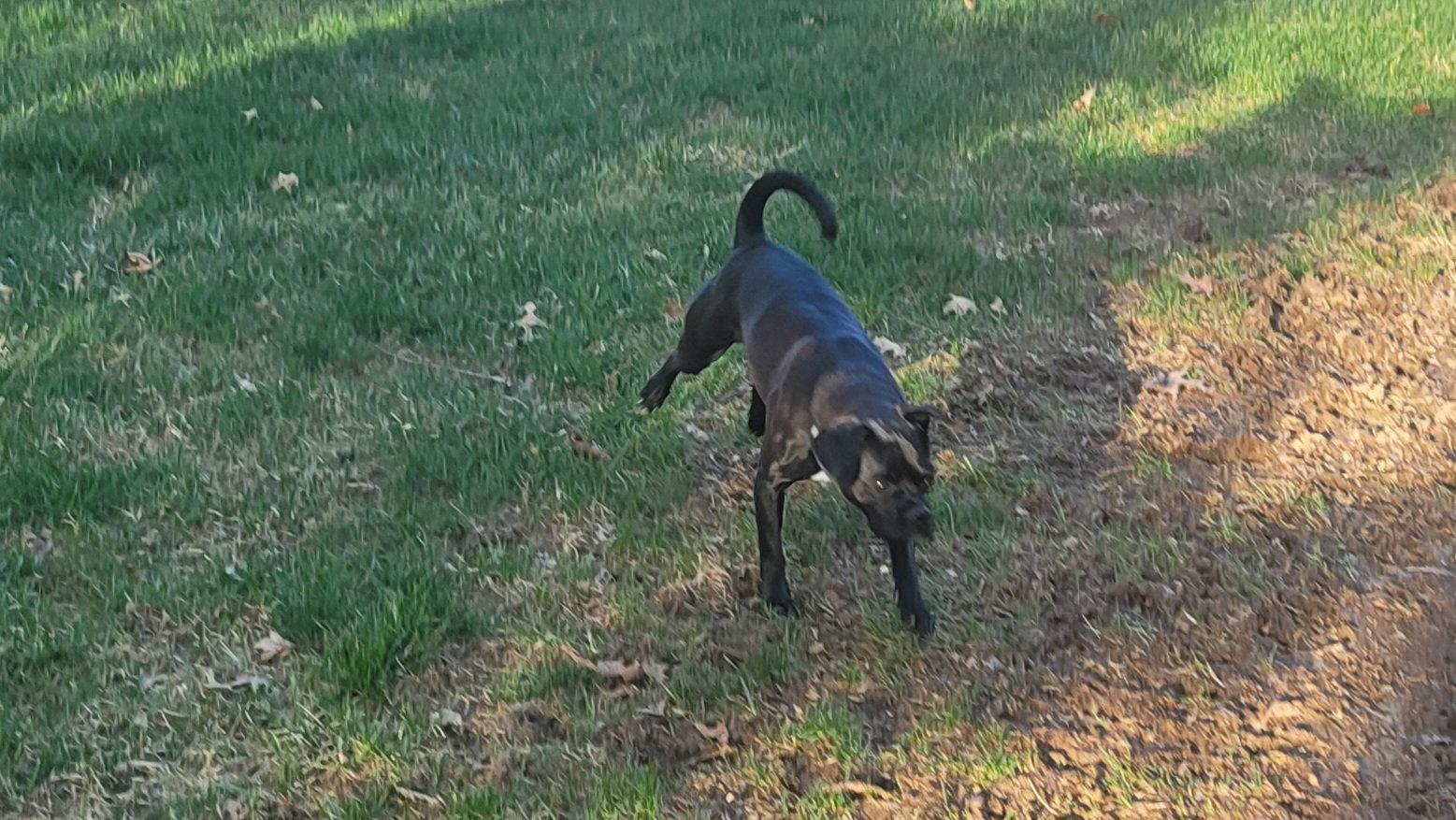 Ursula, Adoptable, Adult Female Pug & Beagle.