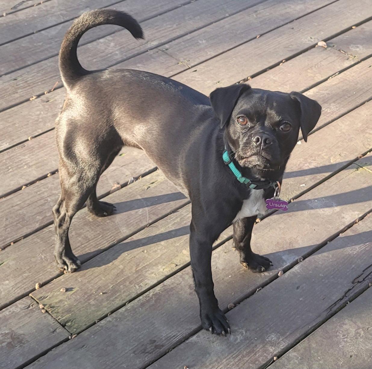 Enlarge Ursula, a Adoptable mixed breed in Powell, OH image 2/3