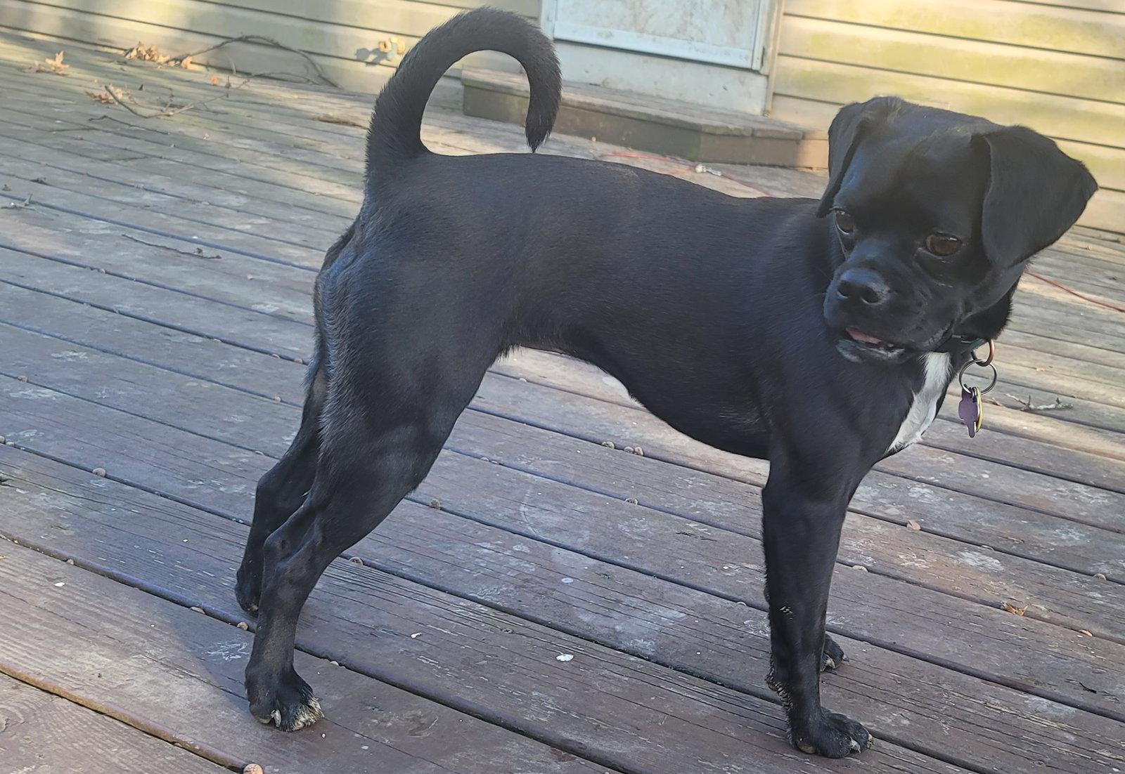 Enlarge Ursula, a Adoptable mixed breed in Powell, OH image 3/3