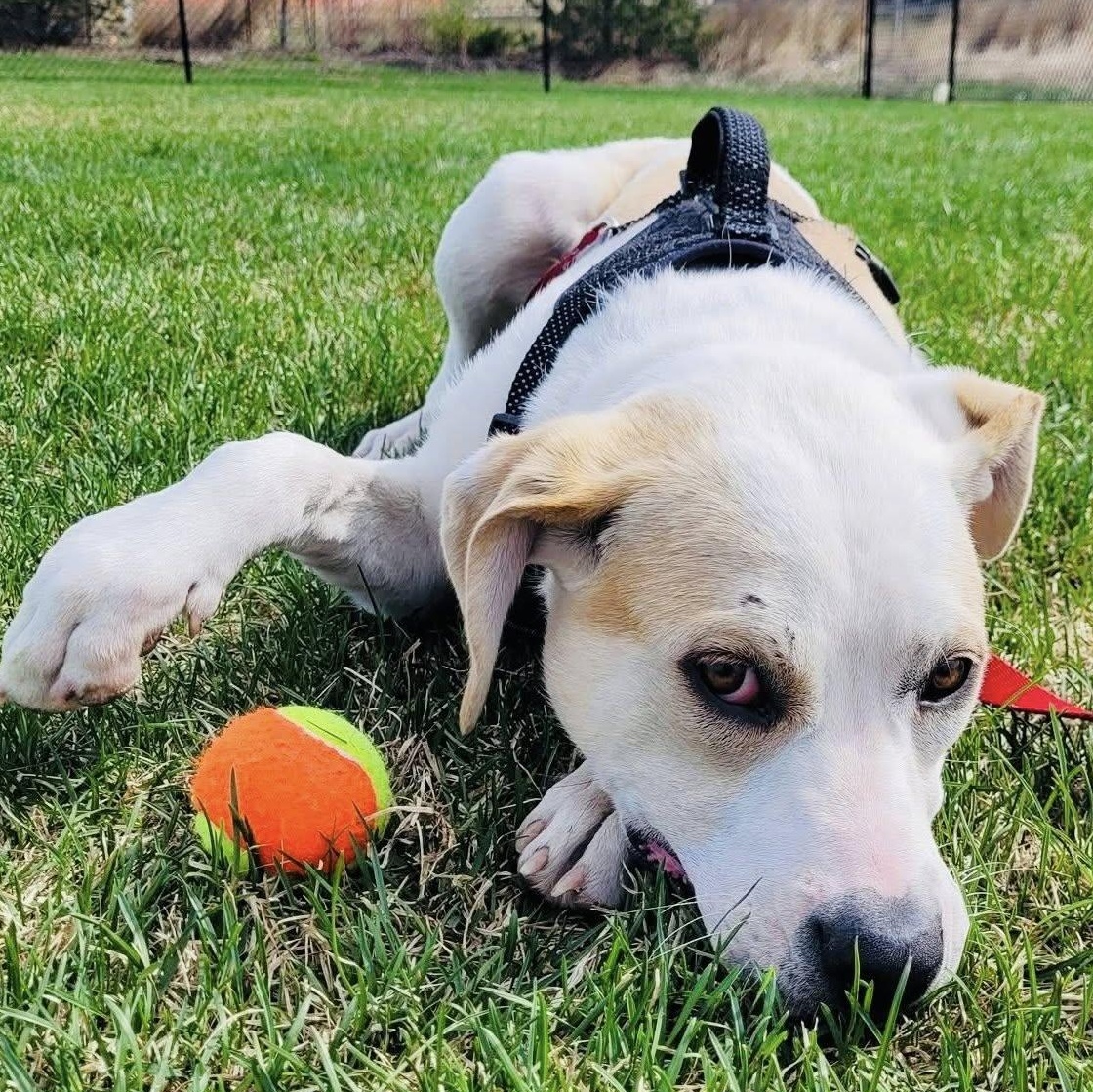 Aloe, a Adoptable mixed breed in Edmonton, AB image 2/4