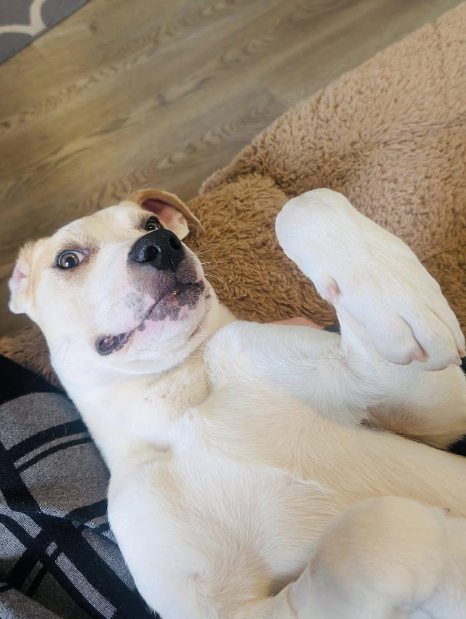 Enlarge Aloe, a Adoptable mixed breed in Edmonton, AB image 2/3