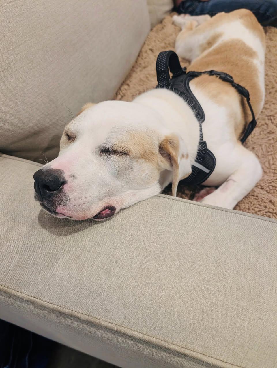 Enlarge Aloe, a Adoptable mixed breed in Edmonton, AB image 3/3