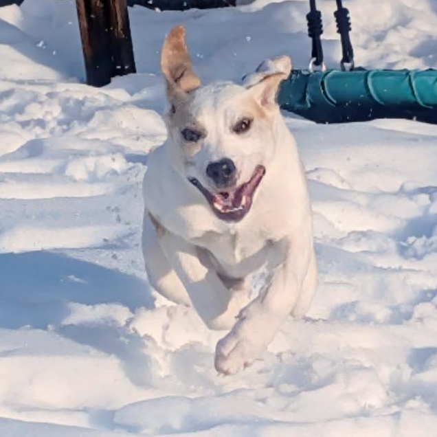 Aloe, Adoptable, Young Female Pit Bull Terrier.
