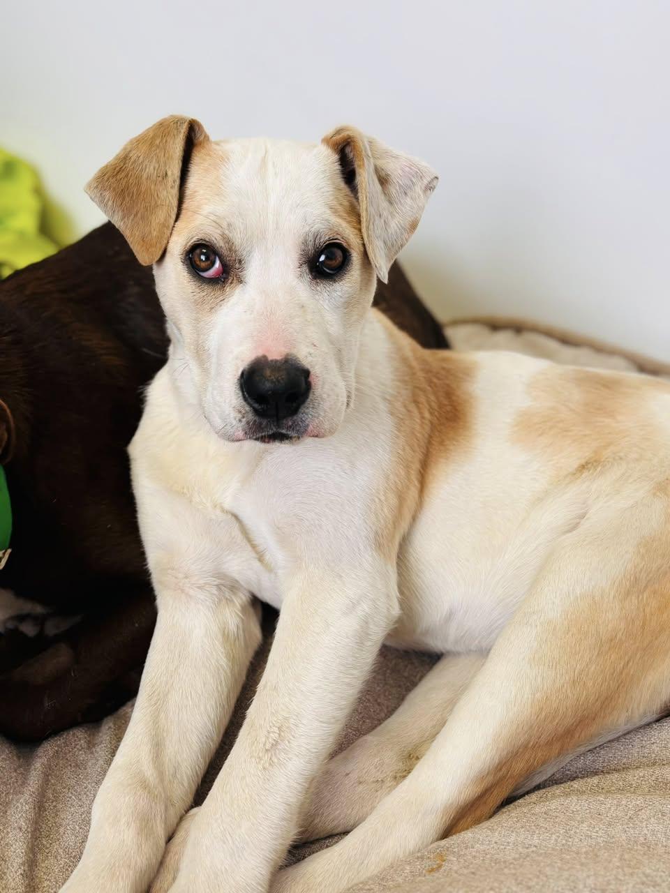 Aloe, Adoptable, Young Female Pit Bull Terrier.