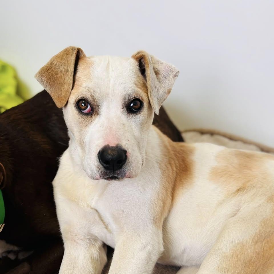 Aloe, a Adoptable mixed breed in Edmonton, AB image 3/4