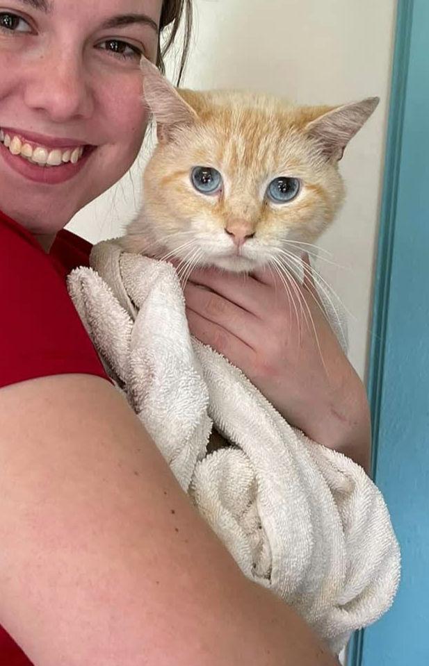 Enlarge Bot, a Adopted American Shorthair in Chillicothe, OH image 2/4