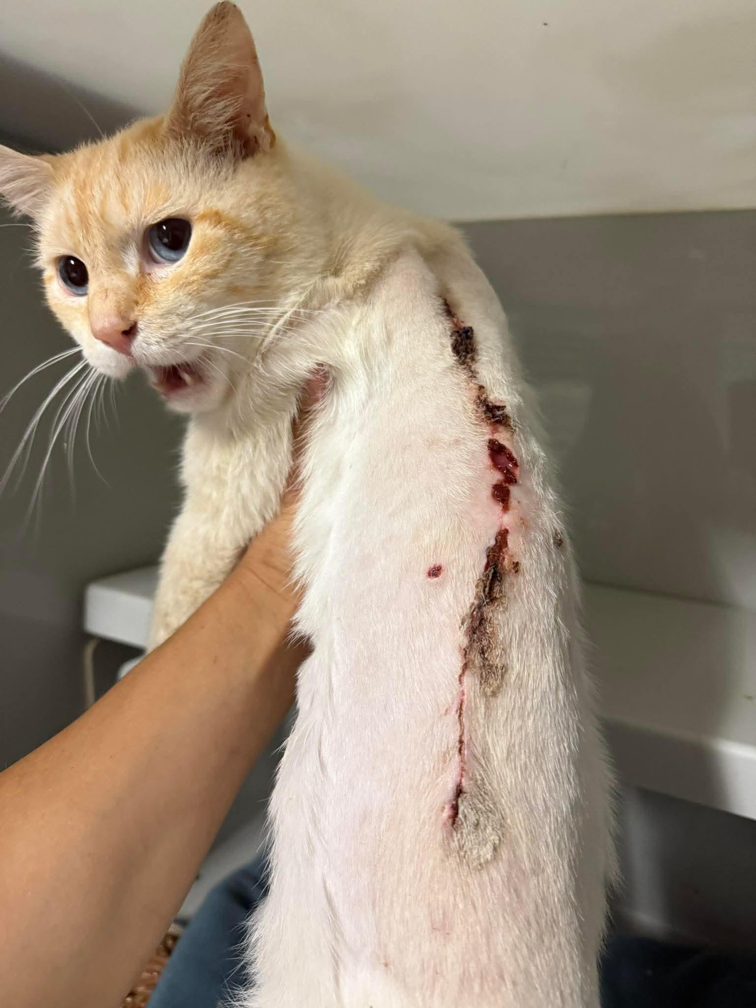 Enlarge Bot, a Adopted American Shorthair in Chillicothe, OH image 3/4