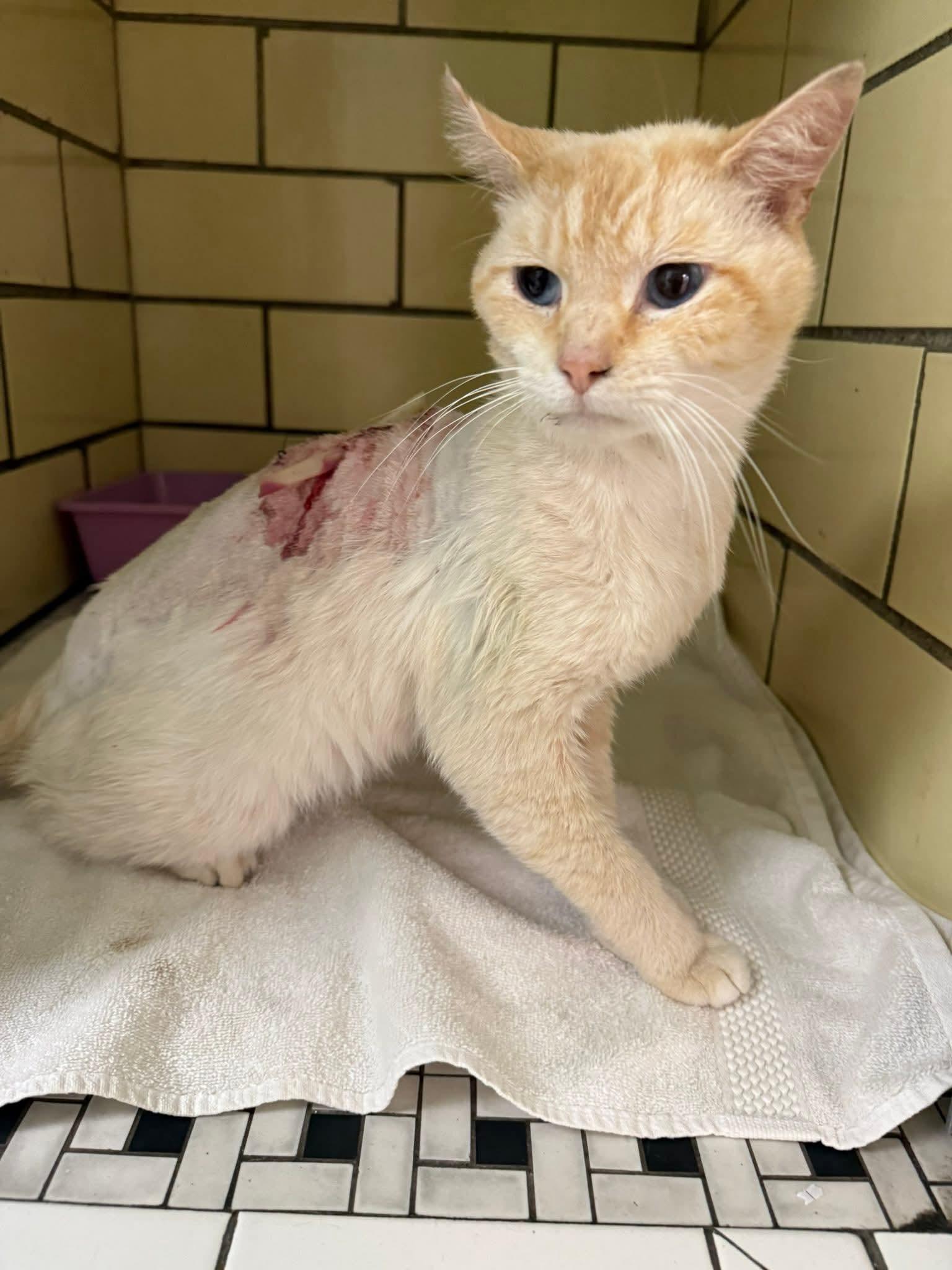 Enlarge Bot, a Adopted American Shorthair in Chillicothe, OH image 4/4