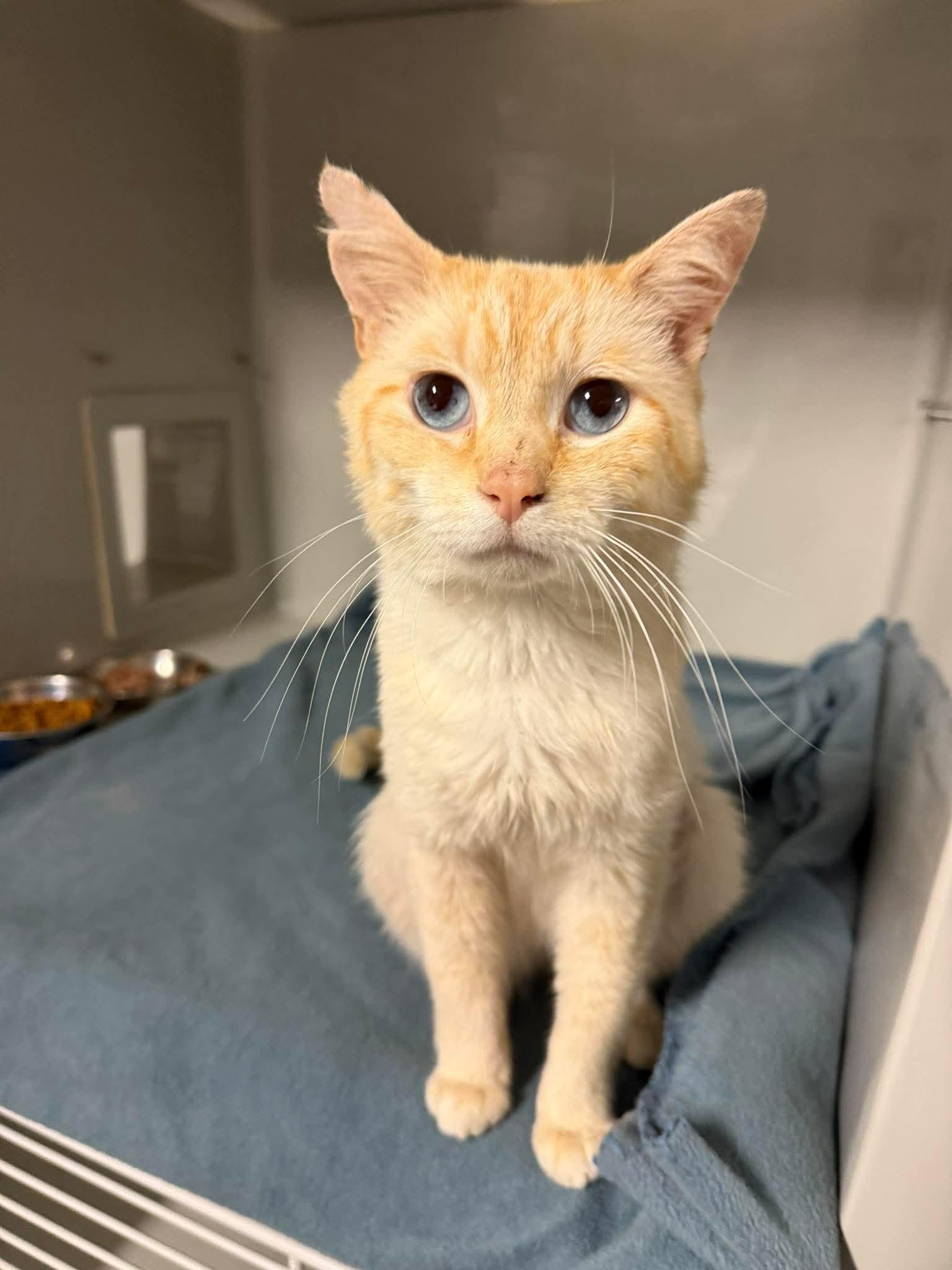 Bot, Adopted, Adult Male American Shorthair.