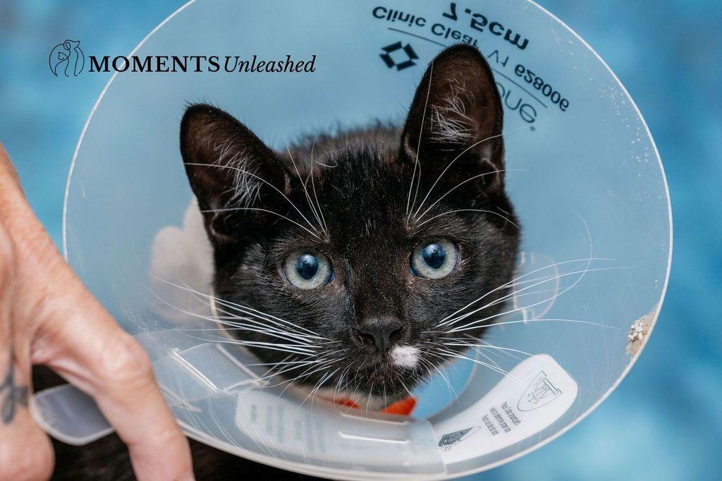 Enlarge Publix, a Adoptable Domestic Short Hair in Myakka City, FL image 2/3