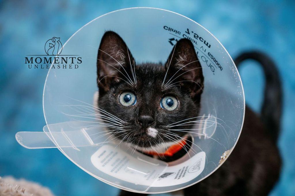 Enlarge Publix, a Adoptable Domestic Short Hair in Myakka City, FL image 1/3