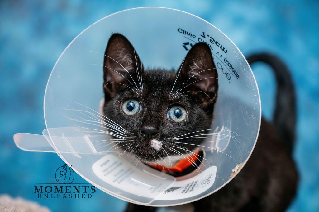 Enlarge Publix, a Adoptable Domestic Short Hair in Myakka City, FL image 3/3
