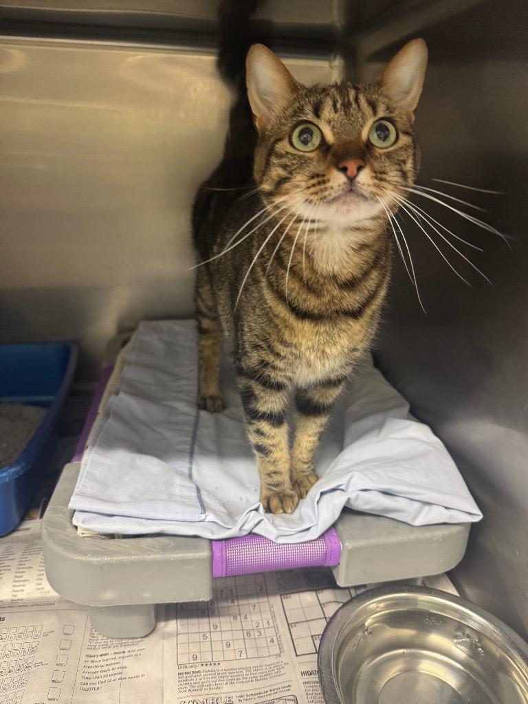 Birdy, Adopted, Young Female Domestic Short Hair.