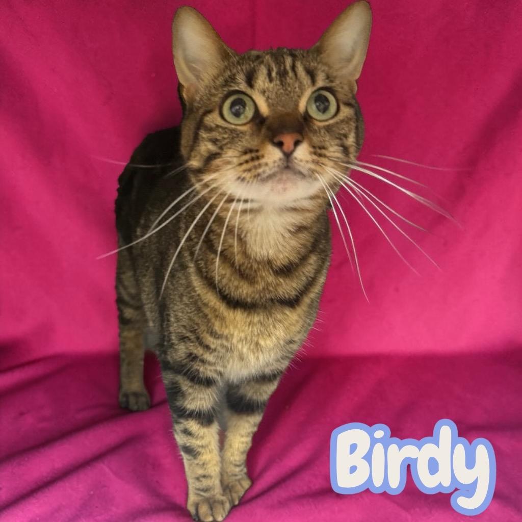 Enlarge Birdy, a Adopted Domestic Short Hair in Sorrento, LA image 2/2