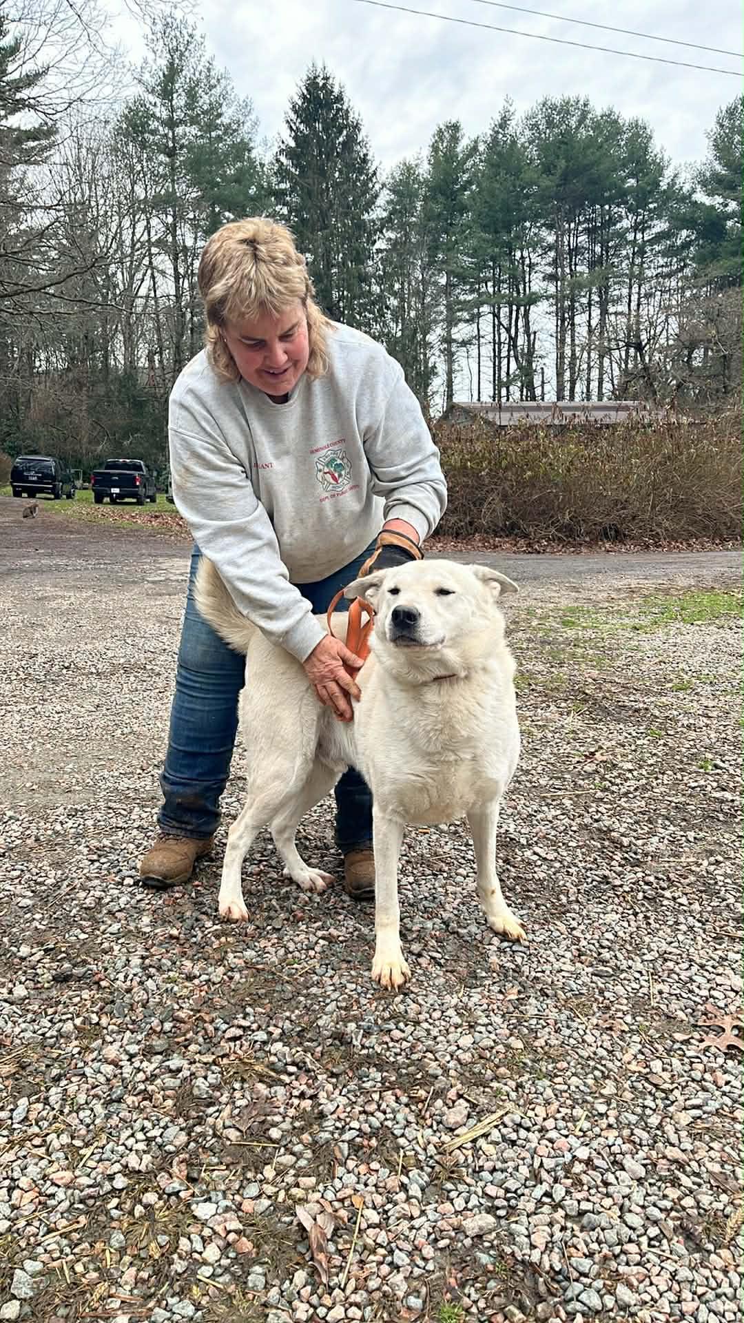 Ash, adopted, Adult Male Shepherd.