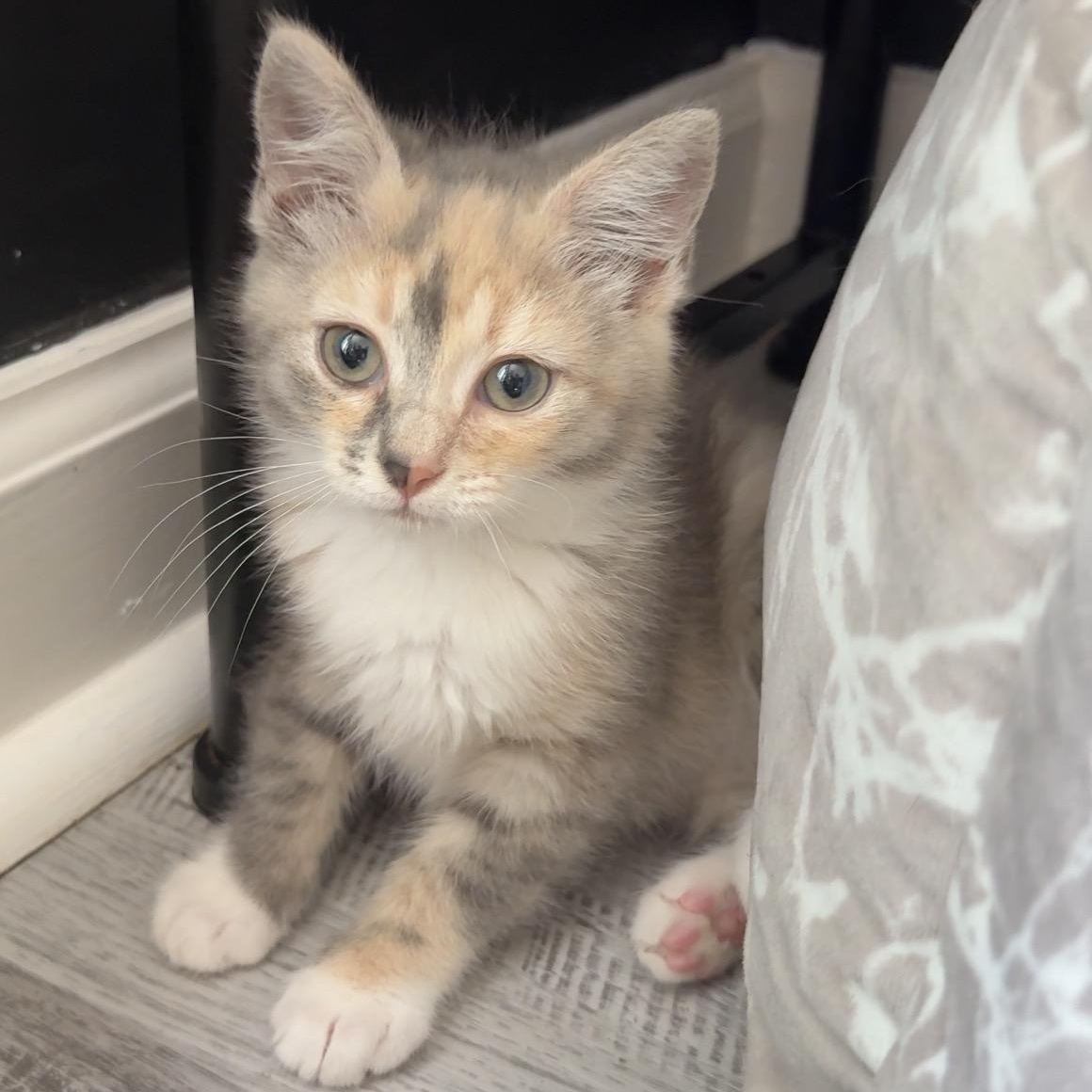 Jersey, an adopted Domestic Short Hair in Charlotte, NC image 5/6