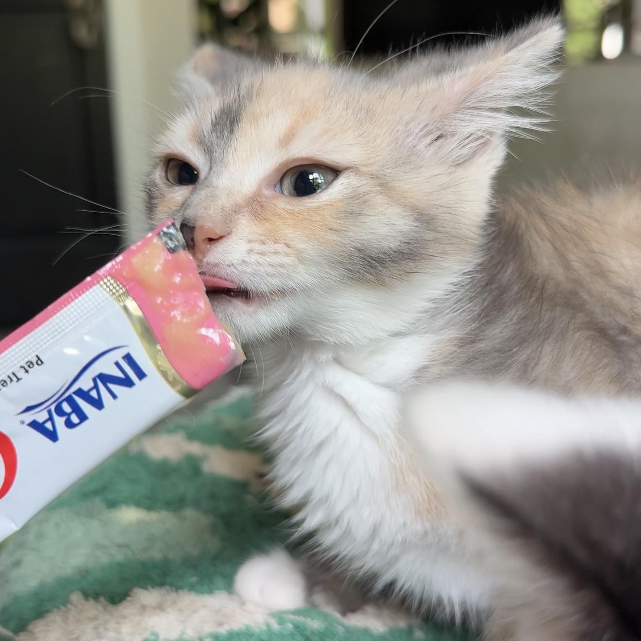 Jersey, an adopted Domestic Short Hair in Charlotte, NC image 6/6