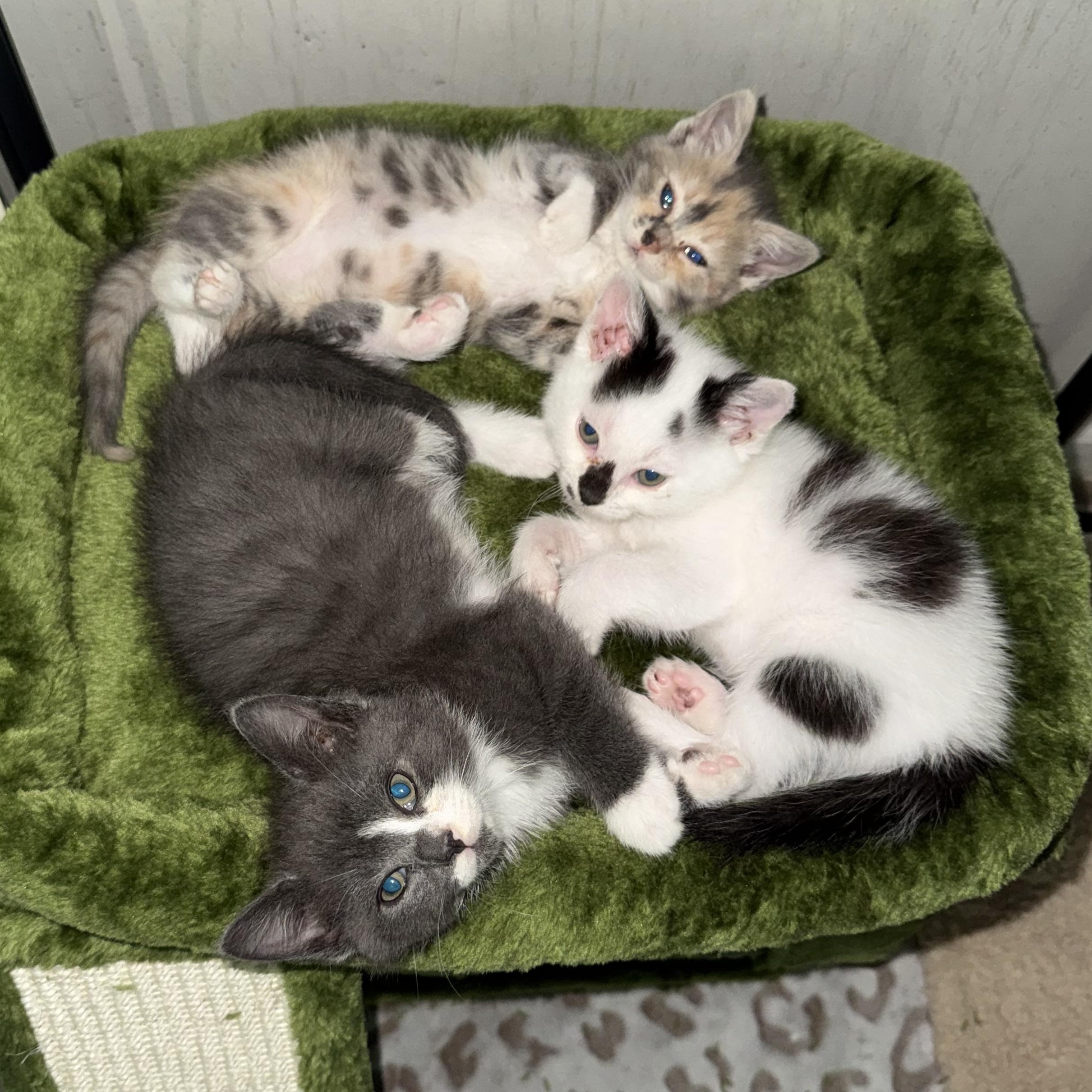 Jersey, an adopted Domestic Short Hair in Charlotte, NC image 3/6
