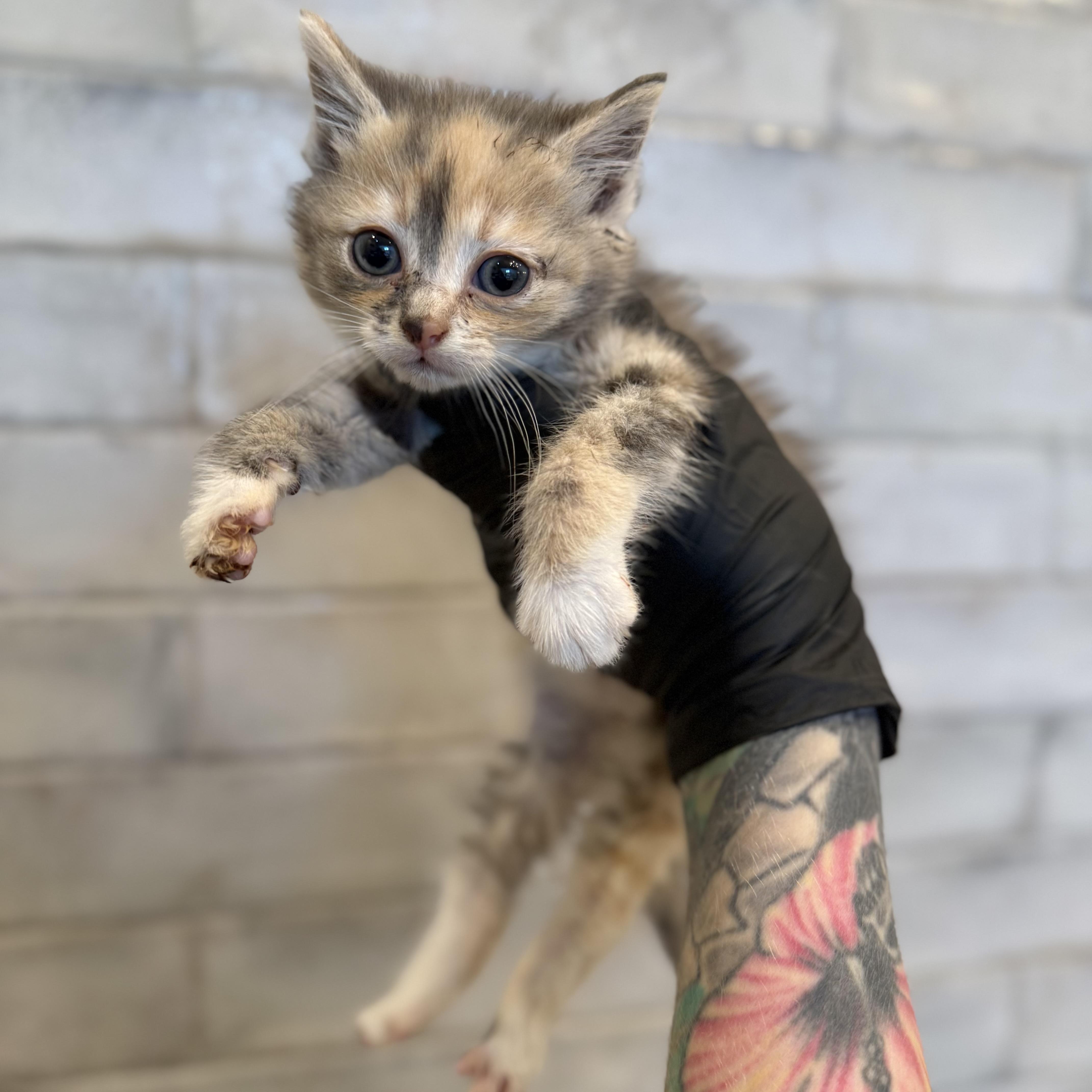 Jersey, an adopted Domestic Short Hair in Charlotte, NC image 2/6