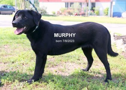 Murphy, Adoptable, Young Male Retriever & Mixed Breed.