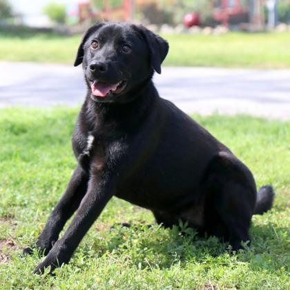 Murphy, Adoptable, Young Male Retriever & Mixed Breed.