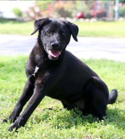 Murphy, Adoptable, Young Male Retriever & Mixed Breed.