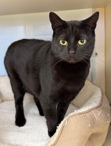 Cinders, Adoptable, Adult Female Domestic Short Hair.