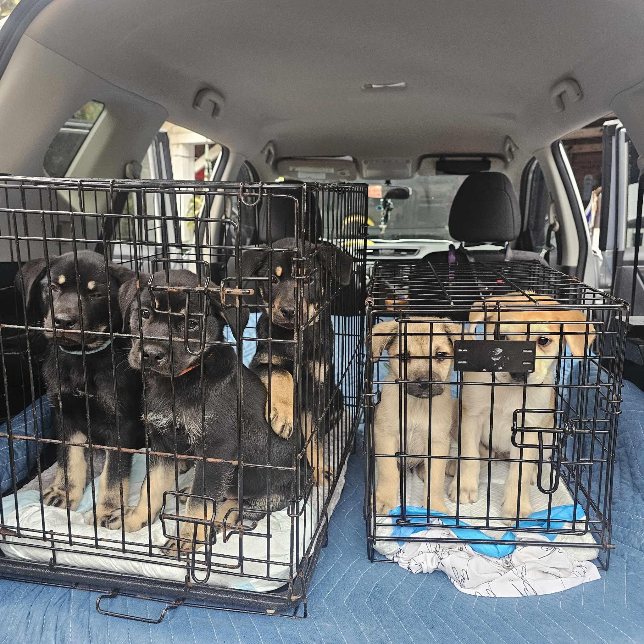 Enlarge Socks, a Adopted mixed breed in Coatesville, PA image 3/4