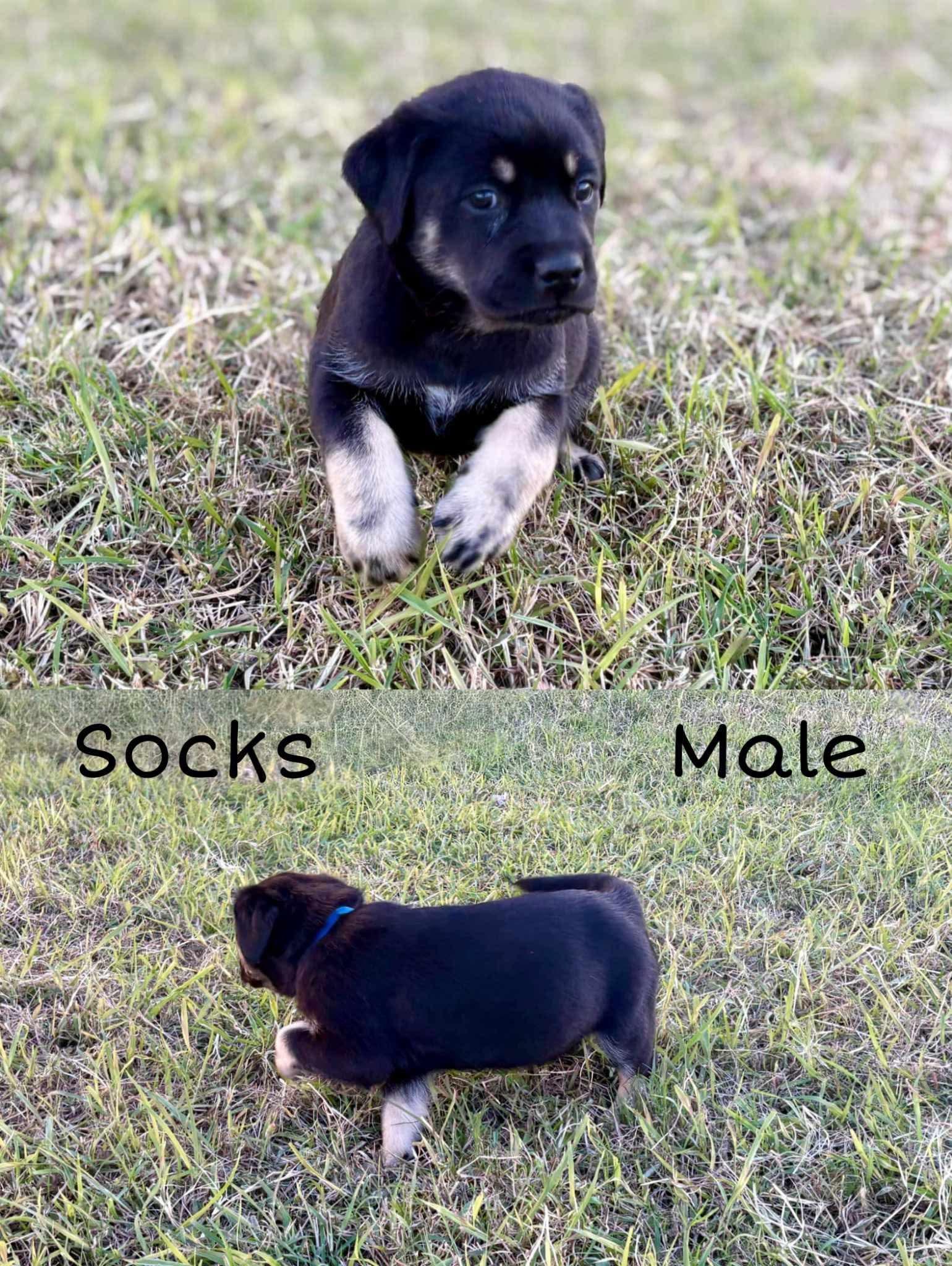 Socks, Adopted, Puppy Male Yellow Labrador Retriever.