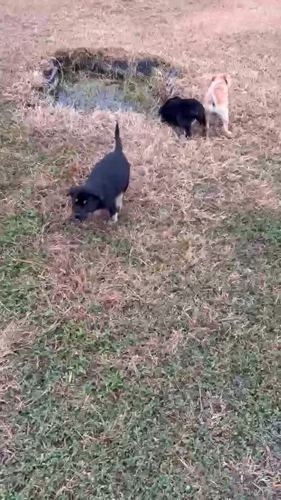 Enlarge Socks, a Adopted mixed breed in Coatesville, PA video 2/4