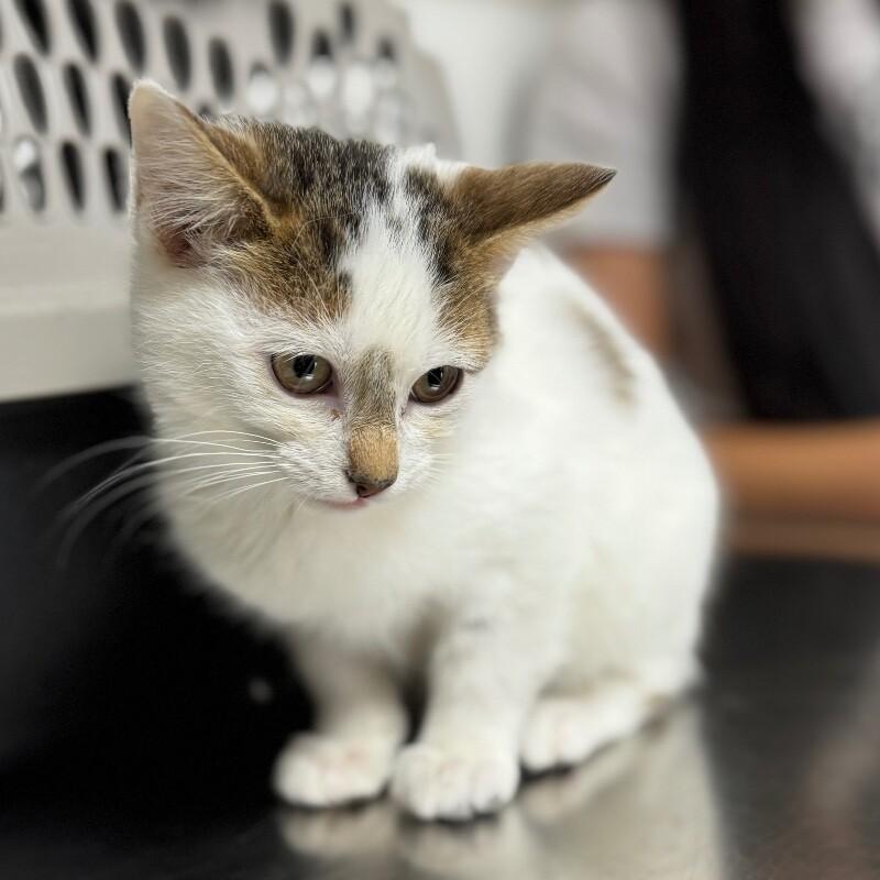 Enlarge JACK SKELLINGTON, a Adoptable Domestic Short Hair in lawton, OK image 1/6