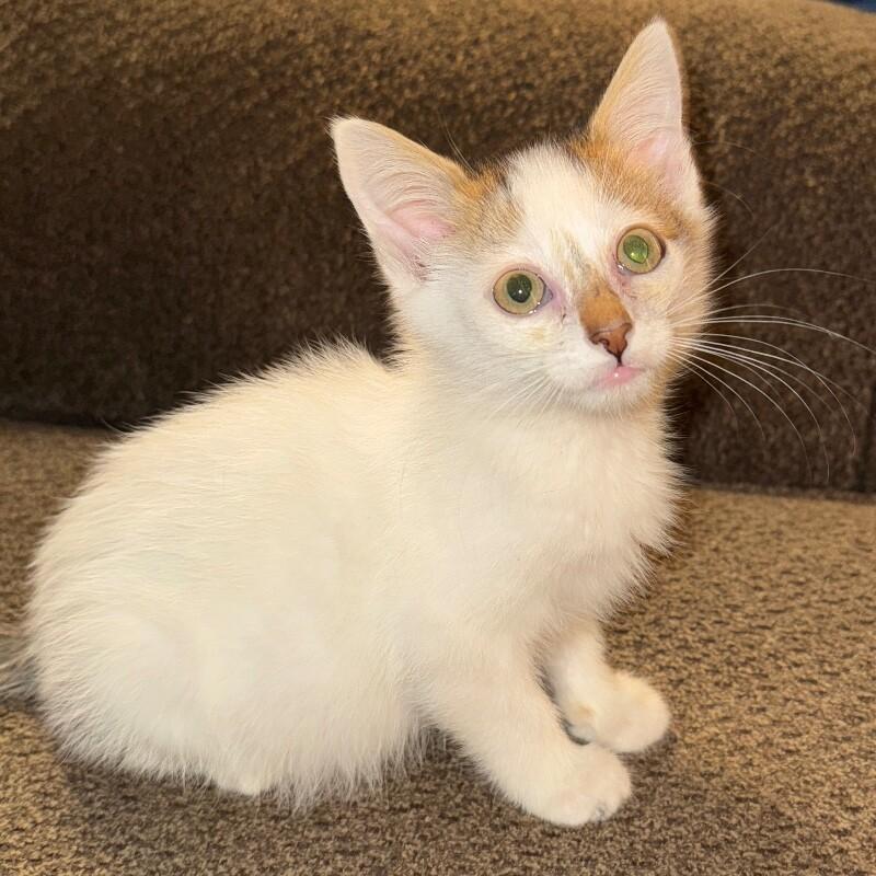 Enlarge JACK SKELLINGTON, a Adoptable Domestic Short Hair in lawton, OK image 2/6