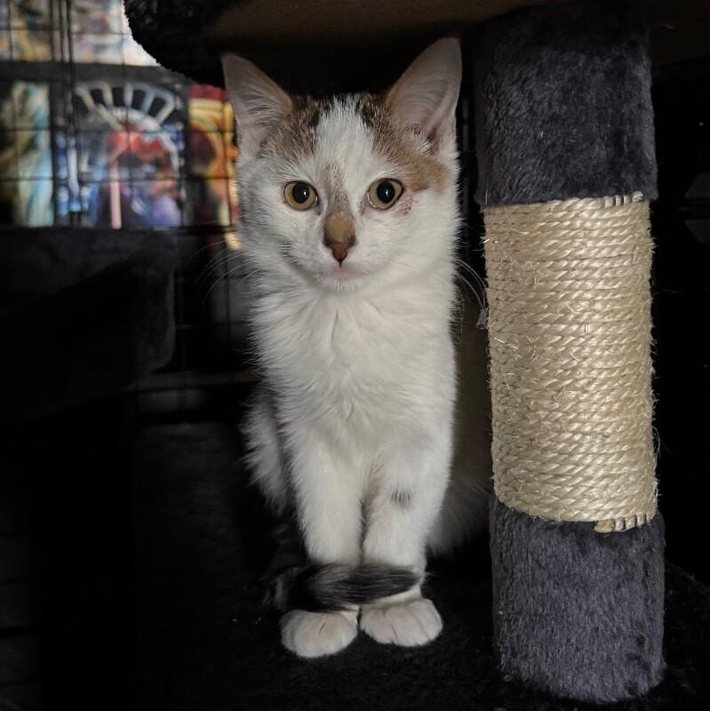 Enlarge JACK SKELLINGTON, a Adoptable Domestic Short Hair in lawton, OK image 3/6