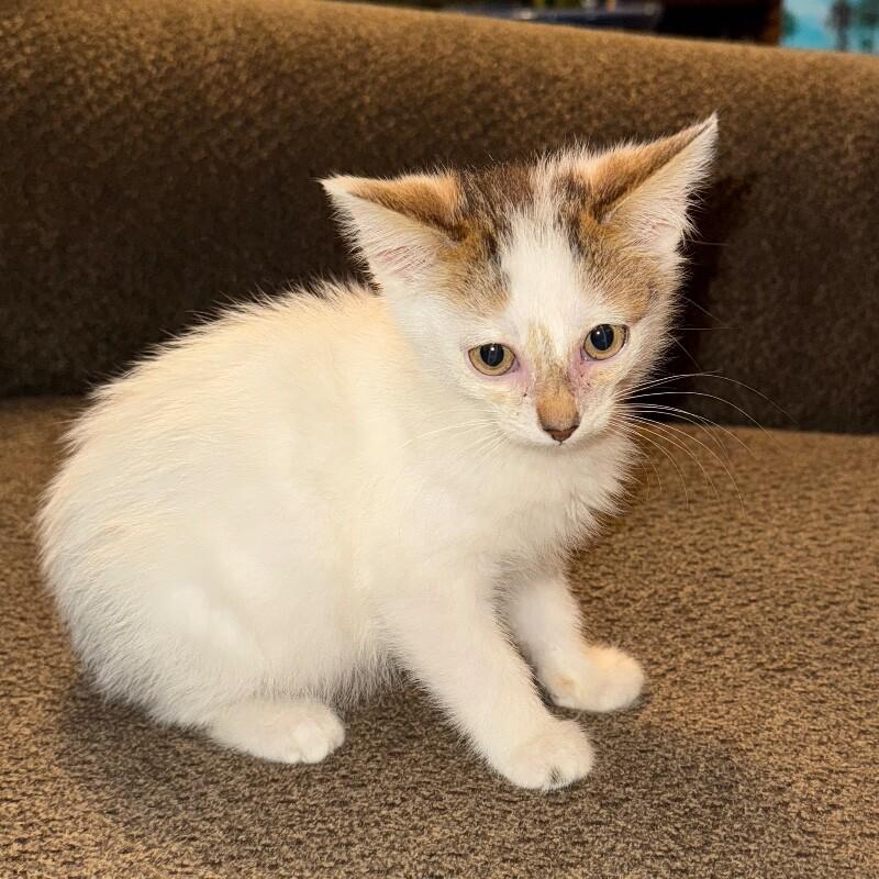 Enlarge JACK SKELLINGTON, a Adoptable Domestic Short Hair in lawton, OK image 4/6