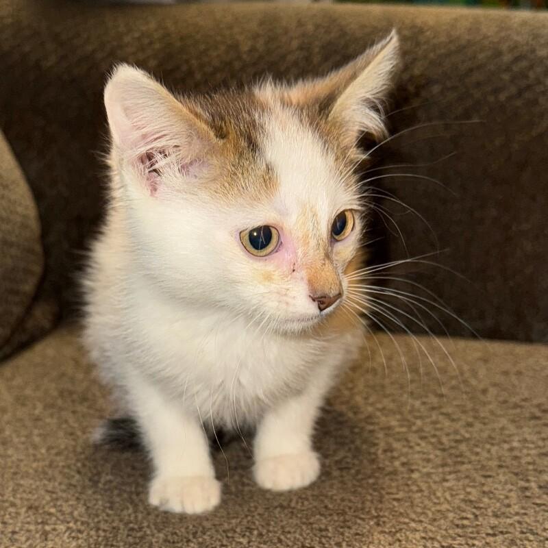Enlarge JACK SKELLINGTON, a Adoptable Domestic Short Hair in lawton, OK image 6/6