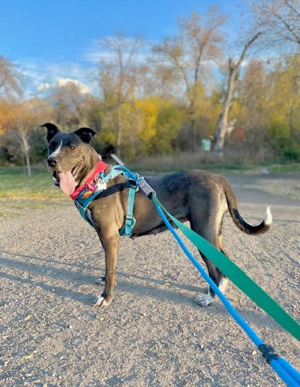 *Loralei*, Adoptable, Adult Female Pit Bull Terrier & Siberian Husky.