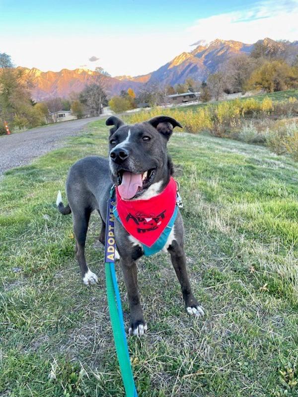 *Loralei*, a Adoptable mixed breed in Salt Lake City, UT image 1/6