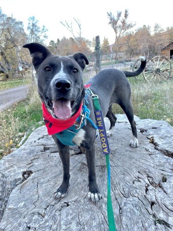 *Loralei*, a Adoptable mixed breed in Salt Lake City, UT image 2/6