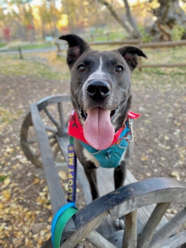 *Loralei*, a Adoptable mixed breed in Salt Lake City, UT image 3/6