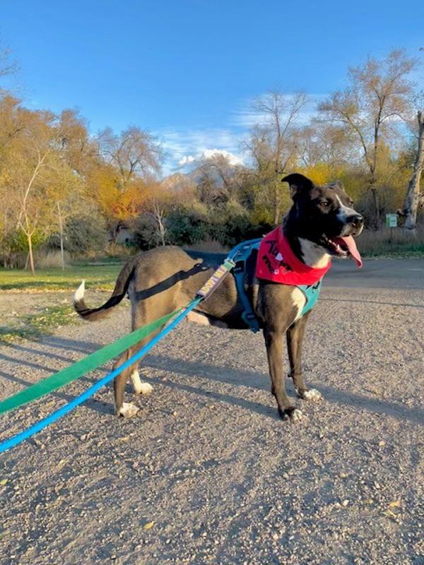 *Loralei*, a Adoptable mixed breed in Salt Lake City, UT image 4/6