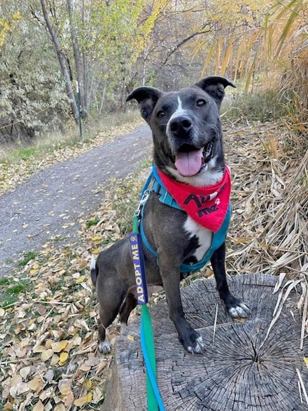 *Loralei*, a Adoptable mixed breed in Salt Lake City, UT image 5/6