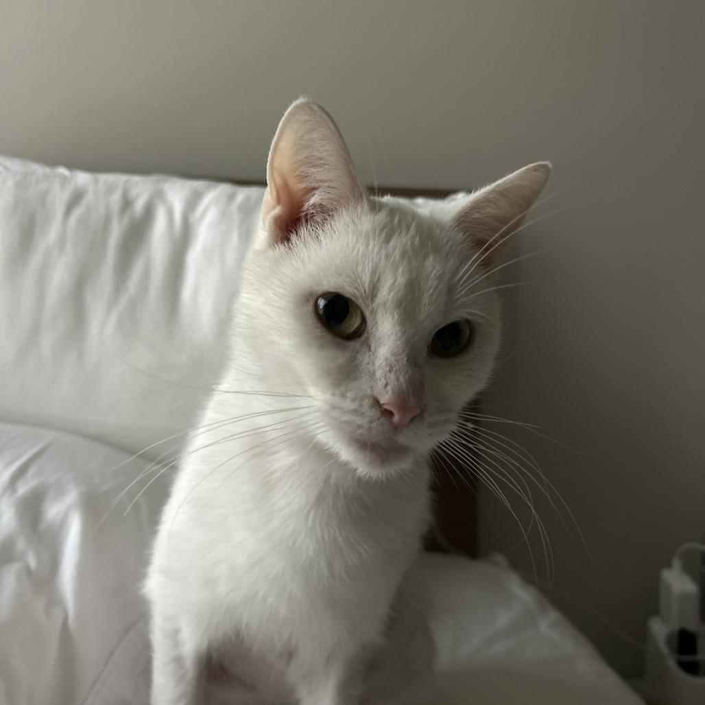 Enlarge Ayla, a Adoptable Domestic Short Hair in Madison, WI image 1/4