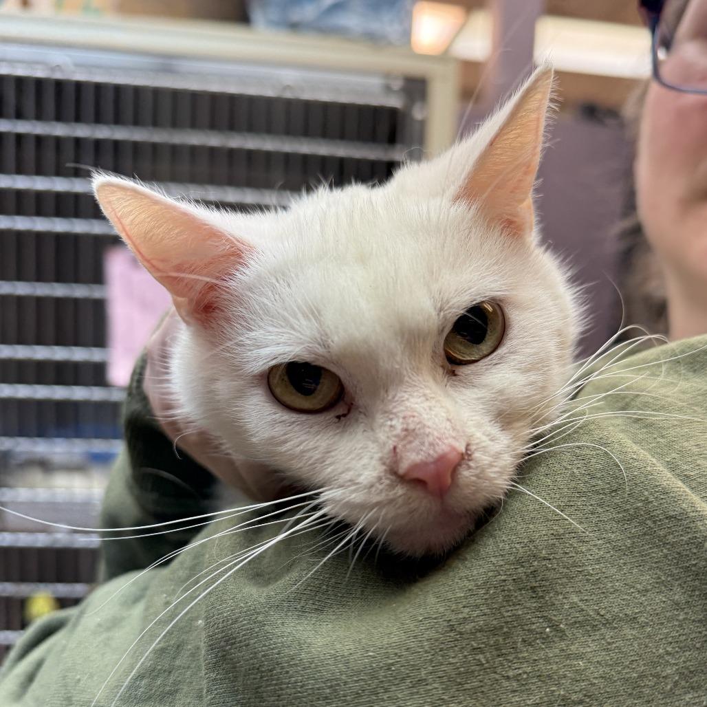 Enlarge Ayla, a Adoptable Domestic Short Hair in Madison, WI image 2/4